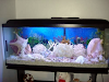 Peces  Pecera Marina Completa 120X50X30