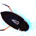 Water Scavenger Beetle