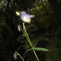 aguilegia