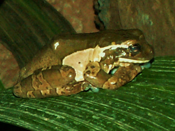 Spotting Image 1