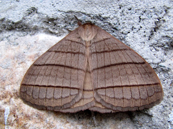Spotting Image 1