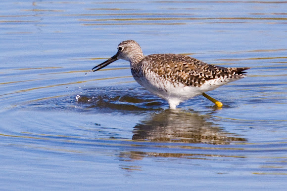 Spotting Image 1