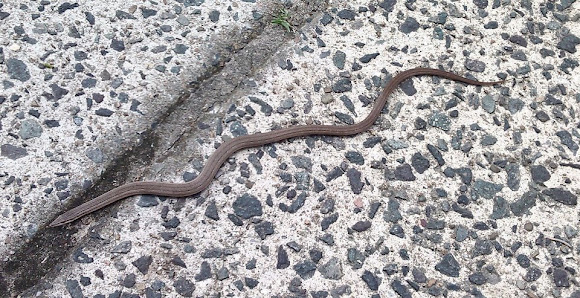 Spotting Image 1