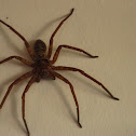 spider