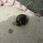 Pond Snail