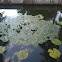 Sacred blue water lily