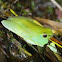 Glass Frog