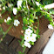 Bacopa