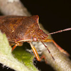 Stink Bug