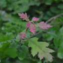 oak