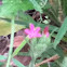 Stork's Bill, Alfileria