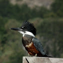 Ringed kingfisher