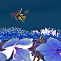 Bumble Bee