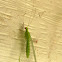 Green Lacewing