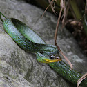 Corredora verde, ranera verde