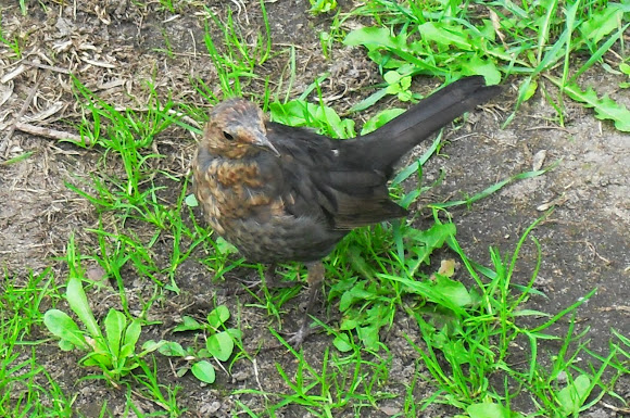 Spotting Image 1