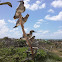 Red Footed Boobies