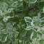 Vitex Tree
