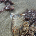 compass jellyfish