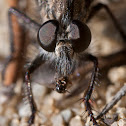robber fly