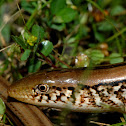 Western Slender Glass Lizard