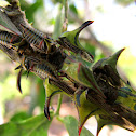 Thorn Treehopper nymphs