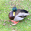 Mallard