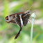 White-striped Longtail skipper