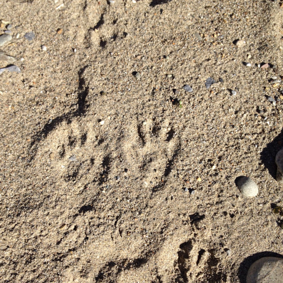Spotting Image 1