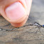 Spotted Spreadwing