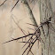Honey Locust