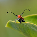 Red Milkweed Beetle
