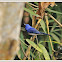 Black-naped Monarch or Black-naped Blue Flycatcher