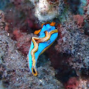 Thuridilla lineolata