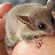 Southwestern pygmy possum
