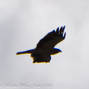 Booted Eagle; Aguila Calzada