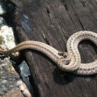 Northern Brown Snake