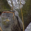 Eastern Gray Squirrel