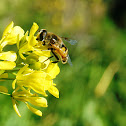 Himalayan Honey Bee