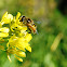 Himalayan Honey Bee