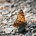 Grey Comma