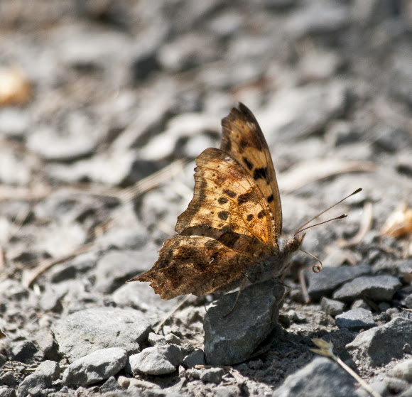 Spotting Image 1