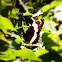 White Admiral