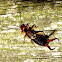 European Earwig
