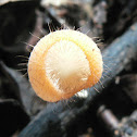 Cookeina tricholoma