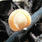 Cookeina tricholoma