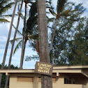 Coconut trees