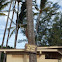 Coconut trees