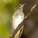 Chiví común (Red-eye vireo)