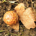 oak gall